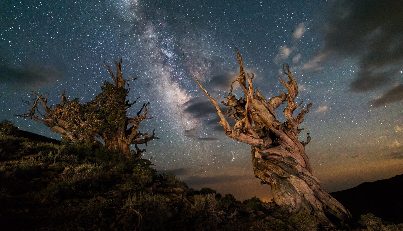 Ancient Bristlecone trees and Milky Way, White Mountains, California
